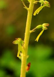 Attēlu rezultāti vaicājumam “Listera ovata bud”