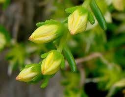 Attēlu rezultāti vaicājumam “Sedum acre bud”