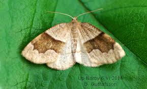 Attēlu rezultāti vaicājumam “Plagodis pulveraria”