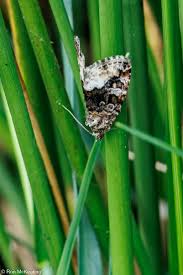 Attēlu rezultāti vaicājumam “Protodeltote pygarga”