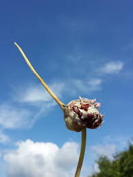 Attēlu rezultāti vaicājumam “Allium sativum bud”