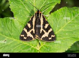 Attēlu rezultāti vaicājumam “Parasemia plantaginis male”