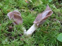 Attēlu rezultāti vaicājumam “Helvella elastica”