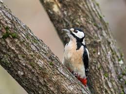 Attēlu rezultāti vaicājumam “Dendrocopos major female”