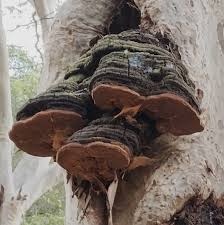 Attēlu rezultāti vaicājumam “Phellinus robustus”
