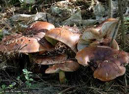 Attēlu rezultāti vaicājumam “Tricholoma sp.”