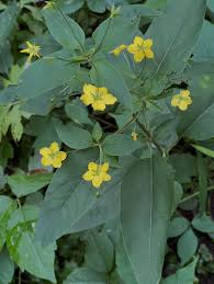 Attēlu rezultāti vaicājumam “Riccardia palmata”