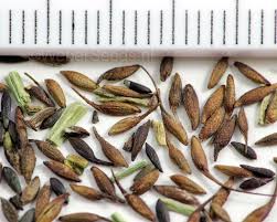 Attēlu rezultāti vaicājumam “Geum rivale fruit”