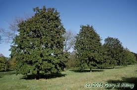 Attēlu rezultāti vaicājumam “Acer platanoides fo. schwedleri”