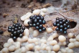 Attēlu rezultāti vaicājumam “Diderma hemisphaericum young”