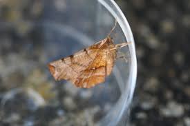 Attēlu rezultāti vaicājumam “Selenia dentaria larva”