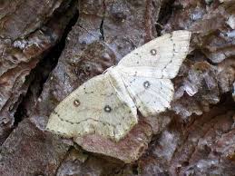 Attēlu rezultāti vaicājumam “Cyclophora pendularia”