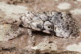 Attēlu rezultāti vaicājumam “Colostygia pectinataria male”