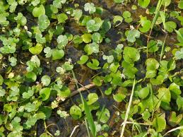 Attēlu rezultāti vaicājumam “Hydrocharitaceae”