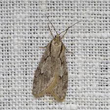 Attēlu rezultāti vaicājumam “Semioscopis avellanella imago”