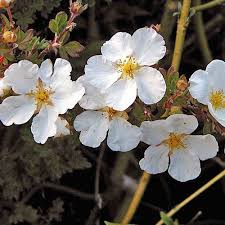 Attēlu rezultāti vaicājumam “Potentilla alba”