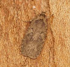 Attēlu rezultāti vaicājumam “Agonopterix heracliana”