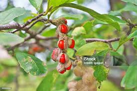 Attēlu rezultāti vaicājumam “Magnolia kobus fruit”