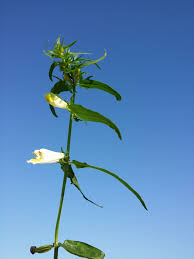 Attēlu rezultāti vaicājumam “Melampyrum pratense flower”