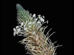 Attēlu rezultāti vaicājumam “Plantago lanceolata flower”