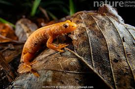 Attēlu rezultāti vaicājumam “Triturus cristatus”