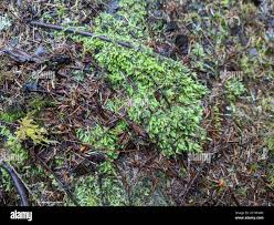 Attēlu rezultāti vaicājumam “Pseudotaxiphyllum elegans macro”