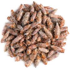 Attēlu rezultāti vaicājumam “Pinus sylvestris fruit”