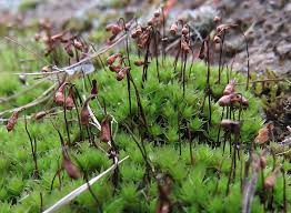 Attēlu rezultāti vaicājumam “Bryum funkii”