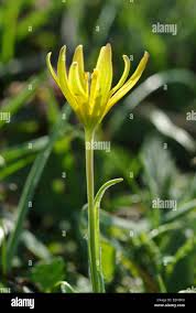 Attēlu rezultāti vaicājumam “Gagea pratensis flower”