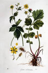 Image result for Geum urbanum