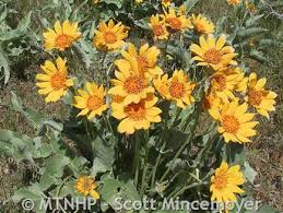 Attēlu rezultāti vaicājumam “Libanotis montana leaf”