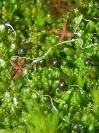 Attēlu rezultāti vaicājumam “Cephaloziella hampeana”