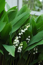 Attēlu rezultāti vaicājumam “Convallaria majalis flower”