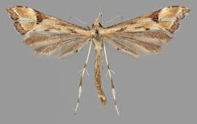 Attēlu rezultāti vaicājumam “Platyptilia tesseradactyla”