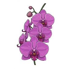 Attēlu rezultāti vaicājumam “Orchidaceae”
