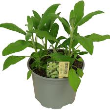 Image result for Salbei