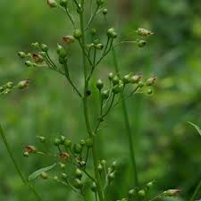 Attēlu rezultāti vaicājumam “Scrophularia umbrosa flower”
