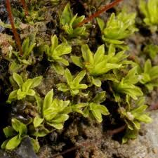 Attēlu rezultāti vaicājumam “Tortula subulata”