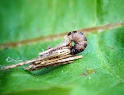 Attēlu rezultāti vaicājumam “Psyche casta”