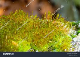 Attēlu rezultāti vaicājumam “Ceratodon purpureus sporophyte”