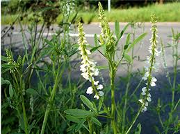 Attēlu rezultāti vaicājumam “Melilotus”