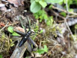 Attēlu rezultāti vaicājumam “Monochamus urussovi”