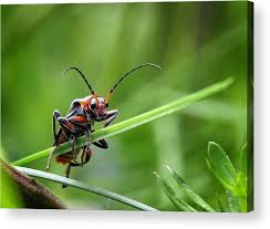 Attēlu rezultāti vaicājumam “Cantharis rustica”