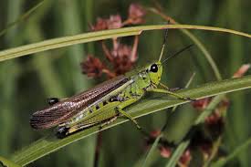 Attēlu rezultāti vaicājumam “Stethophyma grossum”