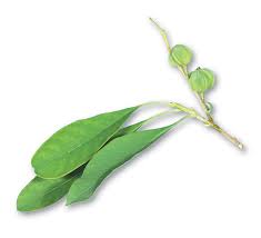 Attēlu rezultāti vaicājumam “Exochorda giraldii var. wilsonii”