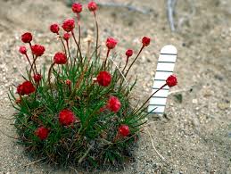Attēlu rezultāti vaicājumam “Armeria vulgaris bud”