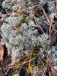 Attēlu rezultāti vaicājumam “Cladonia stygia”