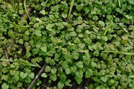 Attēlu rezultāti vaicājumam “Lamium amplexicaule”