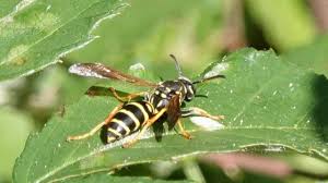 Attēlu rezultāti vaicājumam “Polistes”