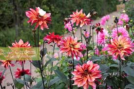 Image result for Dahlia Darkarin`